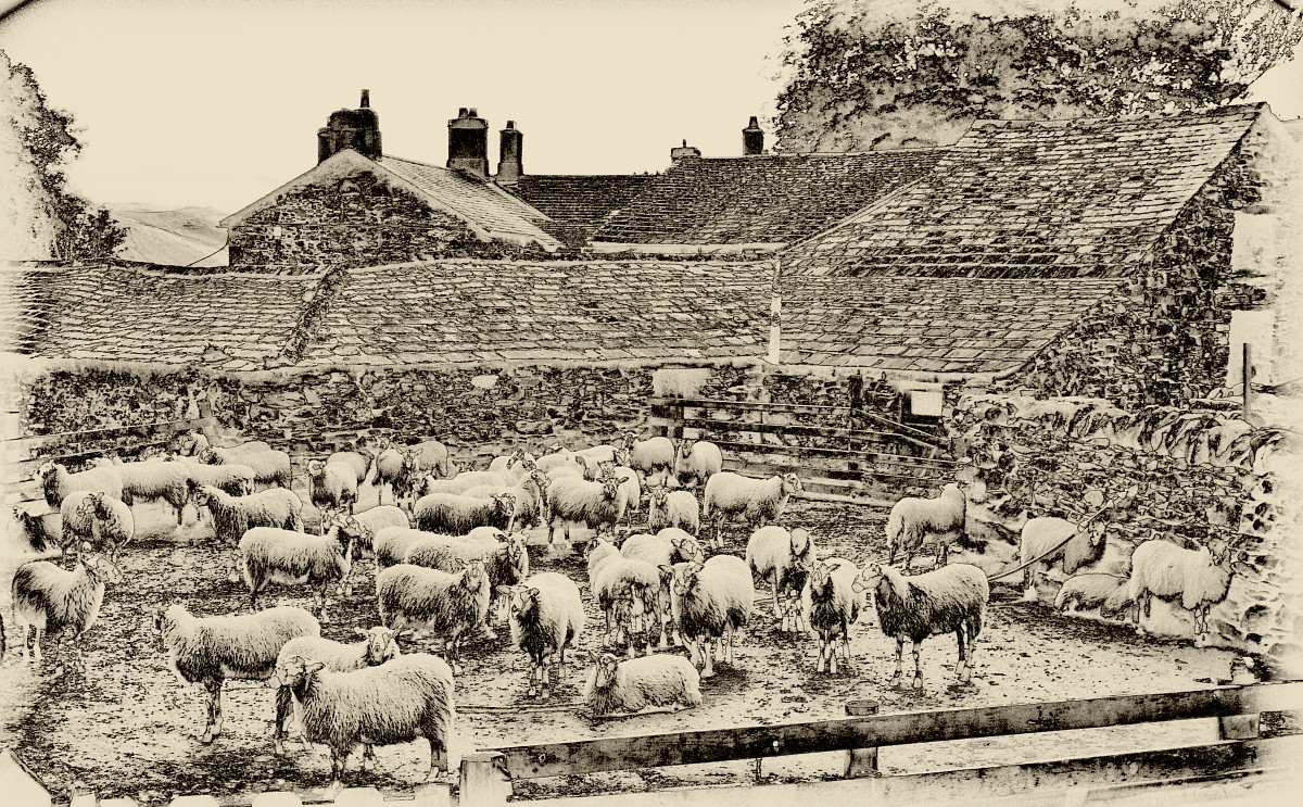 brian stoddart在 500px 上的照片Sheep
