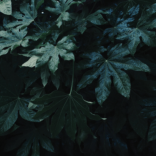 Lesliemint-