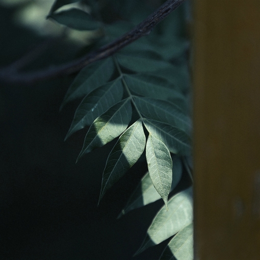 Lesliemint-