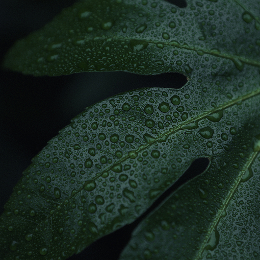 Lesliemint-