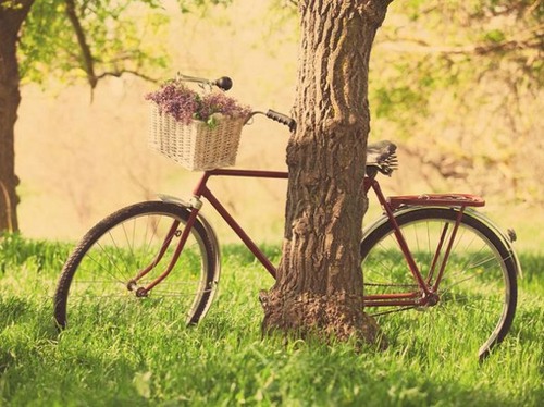 树旁单车