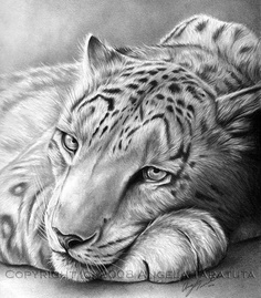 Pencil Drawing | Pencil Drawings