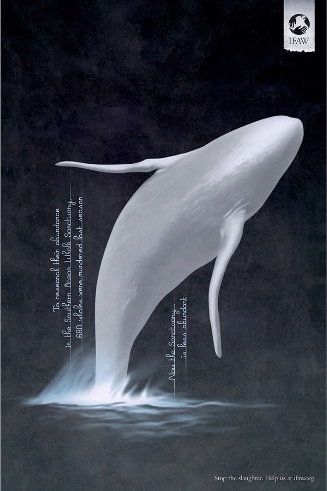 IFAW: Stop the Slaughter - IFAW（国际动物福利基金会）广告：呼吁停止捕猎南大洋鲸鱼