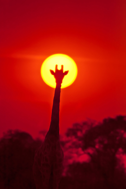 长颈鹿与太阳