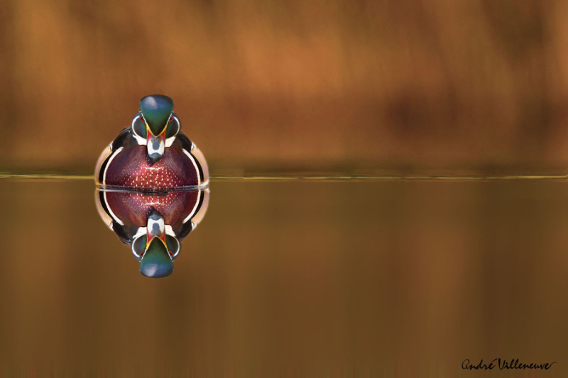 .500px / Photo "The wood duck and his reflex" by Andre Villeneuve