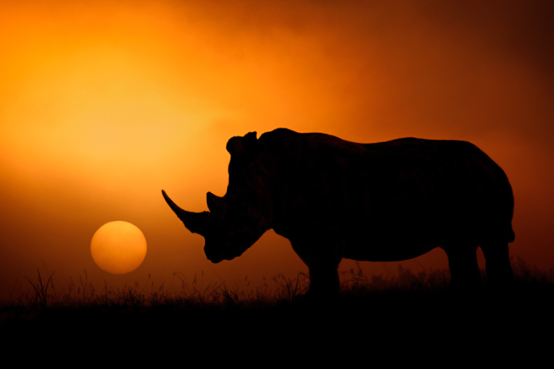 .500px / Photo "Rhino Sunrise" by Mario Moreno