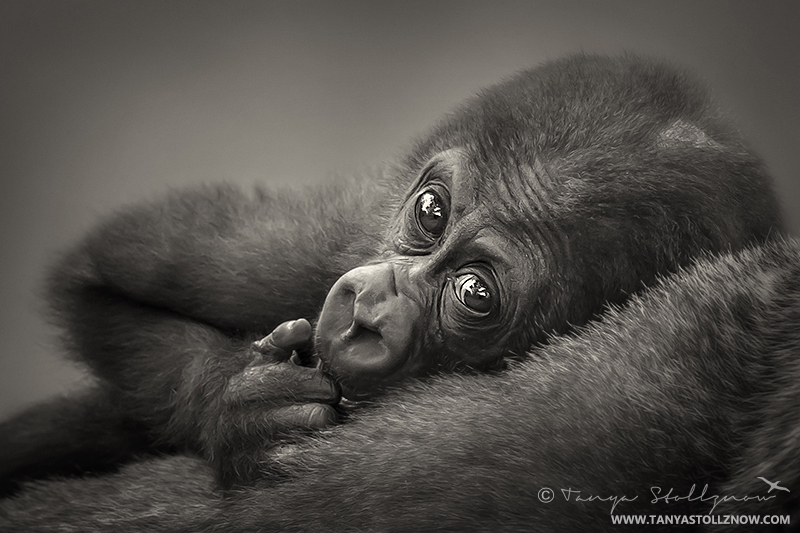 .500px / Photo "Baby Western Lowland Gorilla" by Tanya Stollznow