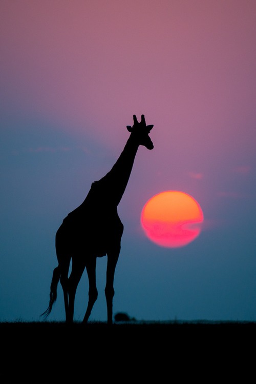 .长颈鹿与太阳