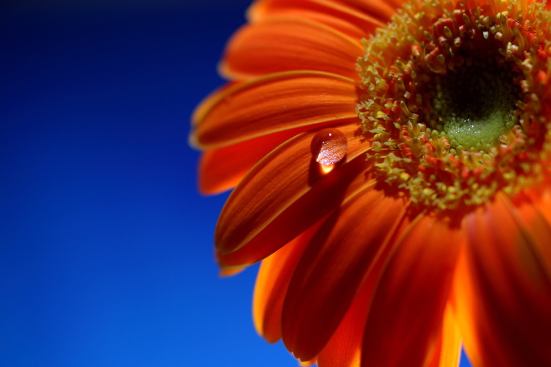 Gerbera by Eve BlueRose