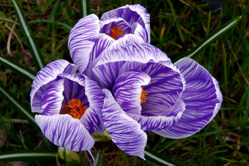 Crocus time by Stefan Andronache