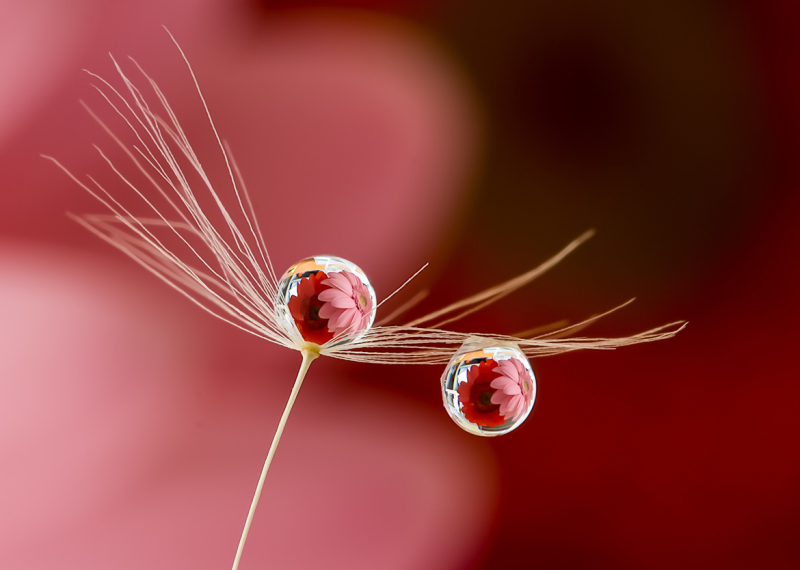 Water Candy by Miki Asai