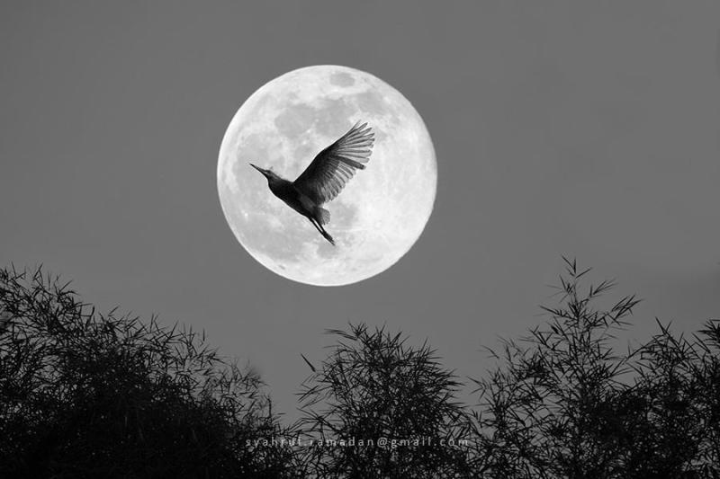 Fly to the moon by Syahrul Ramadan