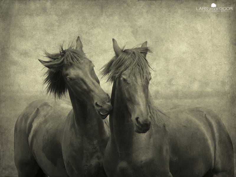 Horses don't whisper, they just talk. by Lars van de Goor