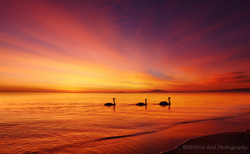 Swans by Senna Ayd