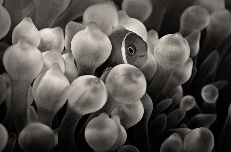Anemone Fish by Eric Javier