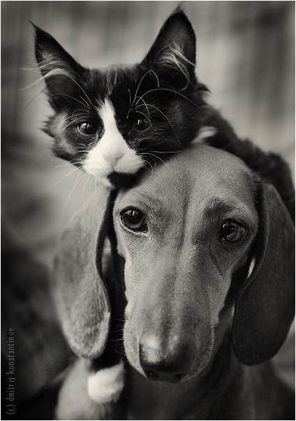 猫与狗