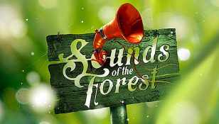 Sound of the forest