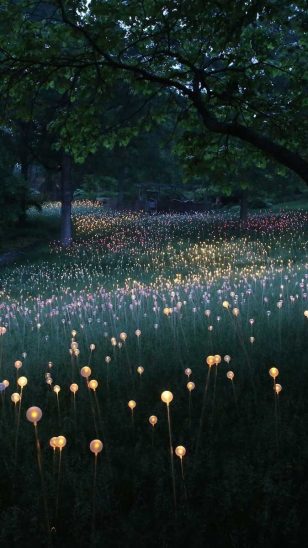 Field of Light - 英国艺术家 Bruce Munro 灯光装置作品：星光原野