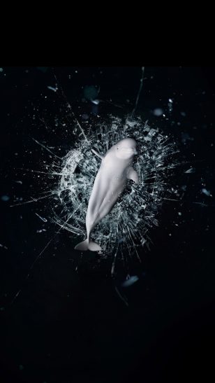 Sea Shepherd - 美国海洋守护者协会公益广告：停止支持海洋动物表演