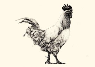 Coq Rico