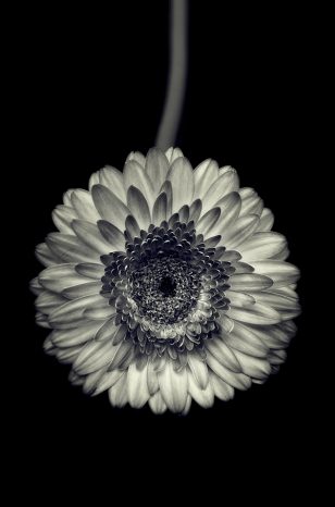 Gerbera