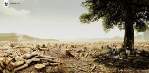Tree | 世界自然基金会 | World Wildlife Fund (WWF) | 奥美 | Ogilvy