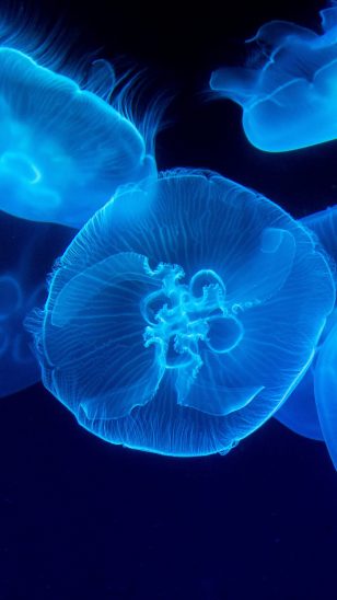 Blue Planet II - BBC纪录片《蓝色星球2》剧照