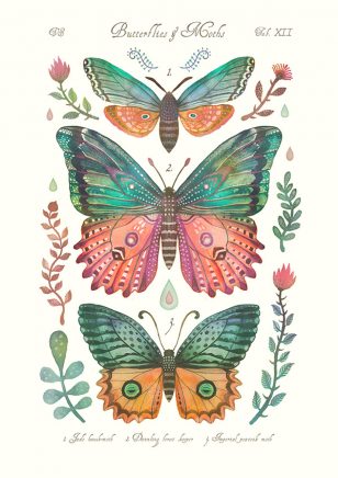 Butterflies & Moths