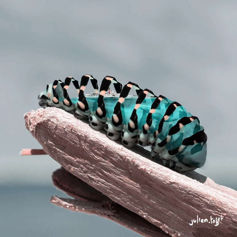 Aquanimal - Caterpilar, Julien Tabet, Digital, 2018