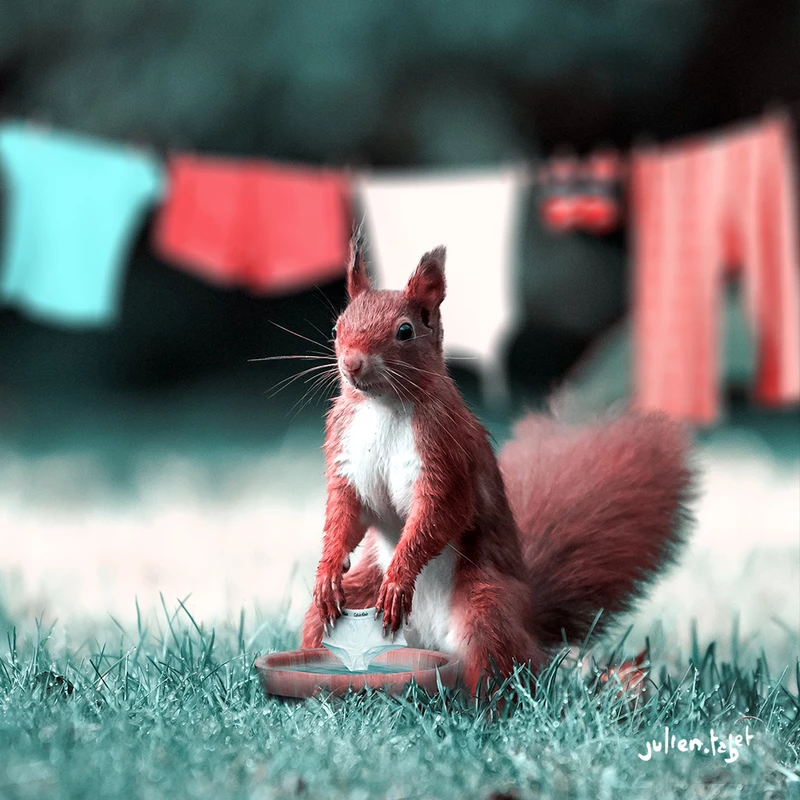 Daily Squirrel 3, Julien Tabet, Digital, 2018