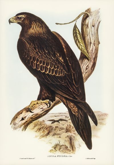 Wedge-tailed Eagle | 楔尾鹰
