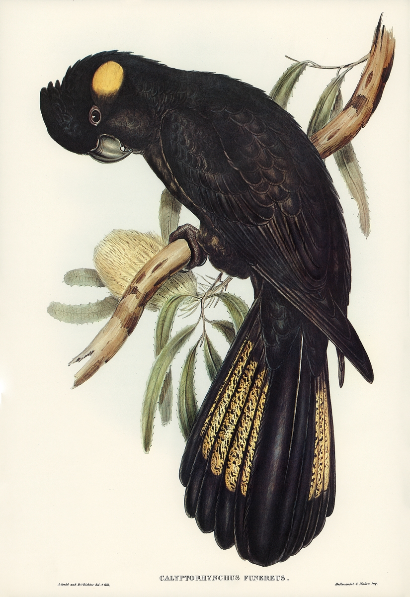 Funereal Cockatoo | 凤头鹦鹉