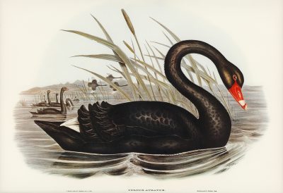Black Swan | 黑天鹅