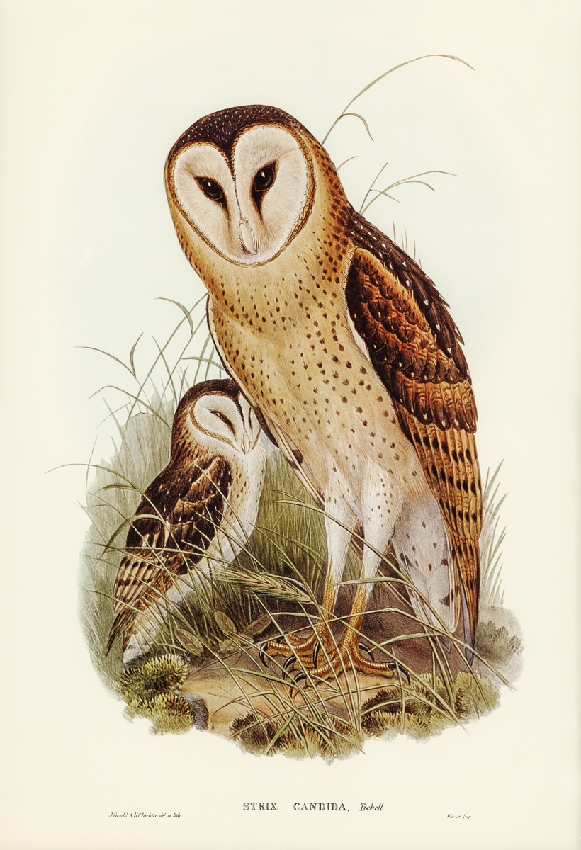 Grass-Owl | 草鸮