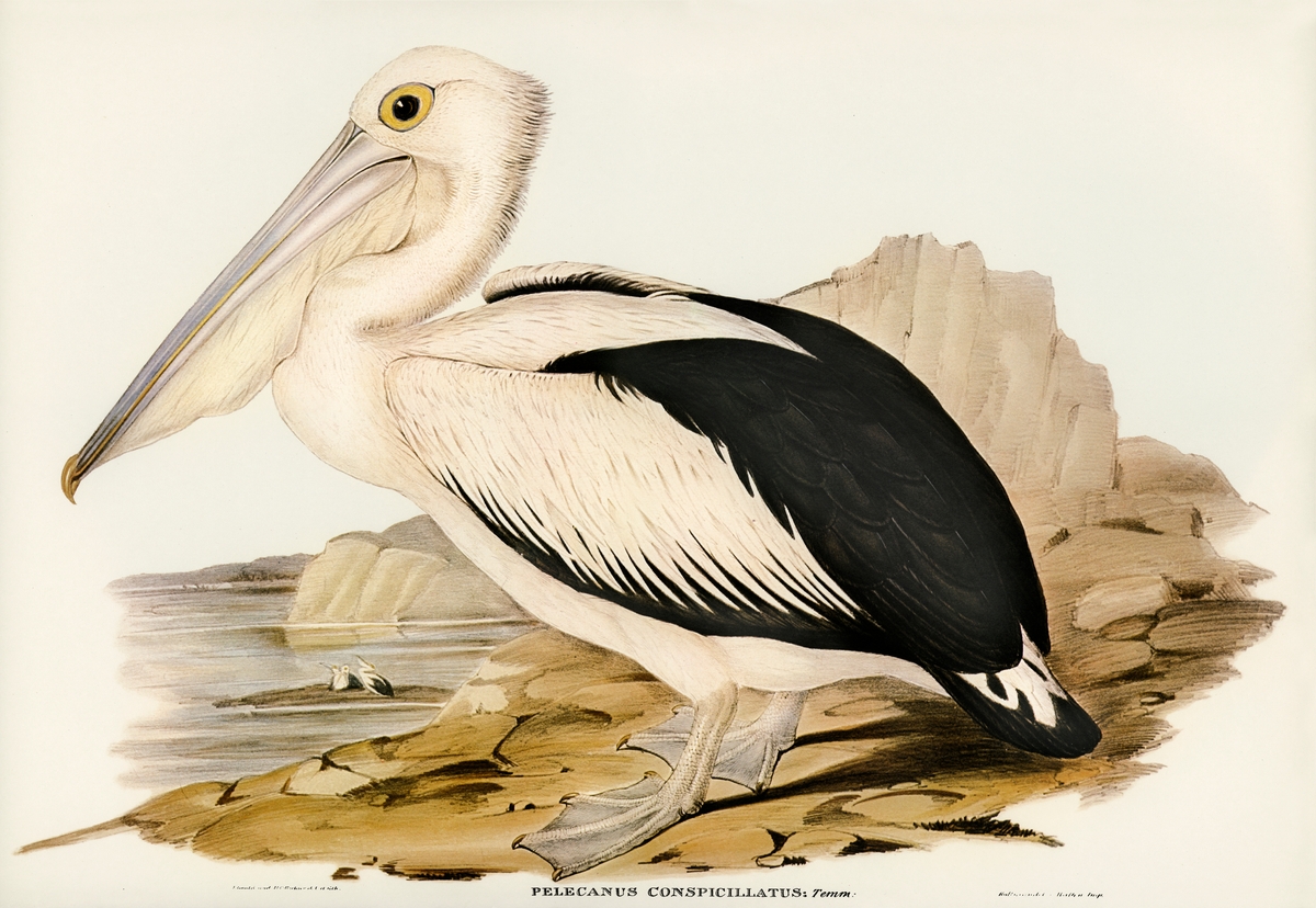 Australian Pelican | 澳大利亚鹈鹕