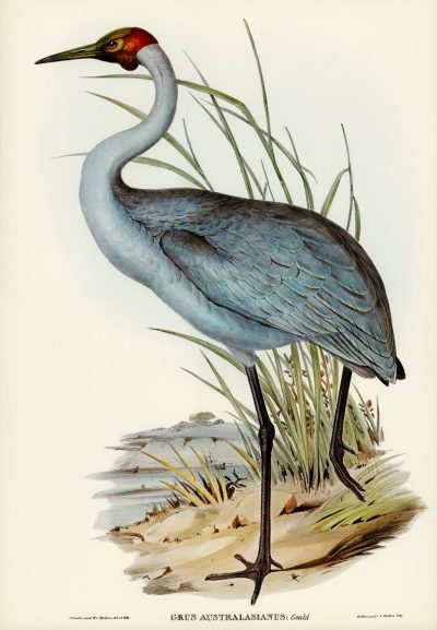 Australian Crane | 灰鹤