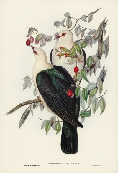 White-headed Fruit Pigeon |  白头果鸠