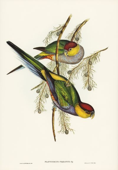 Red-capped Parakeet | 红顶长尾小鹦鹉