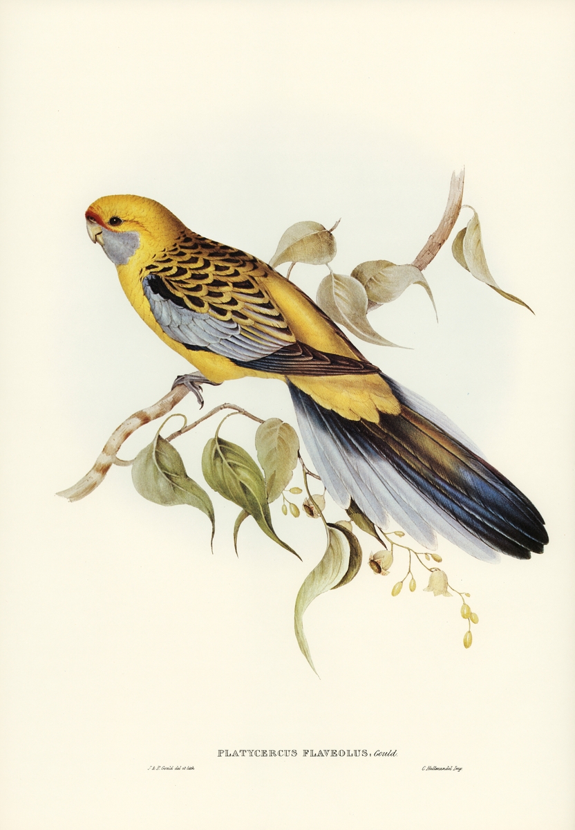 Yellow-rumped Parakeet | 长尾小鹦鹉
