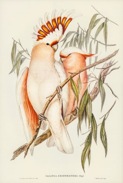 Leadbeater‘s Cockatoo | 里德比特凤头鹦鹉