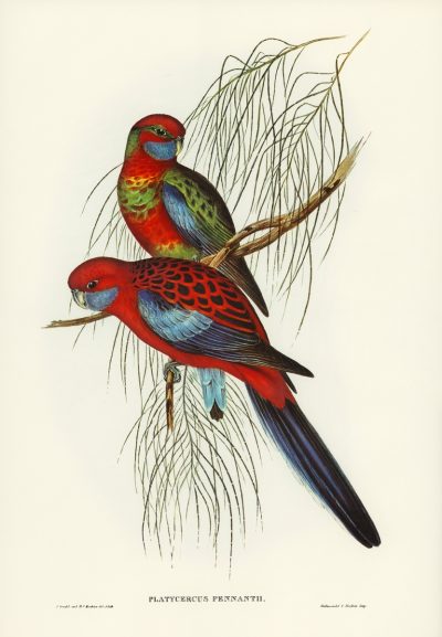 Pennant's Parakeet | 三角旗长尾小鹦鹉