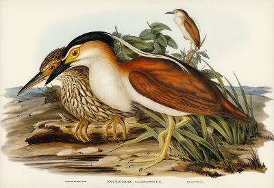 Nankeen Night Heron | 棕夜鹭