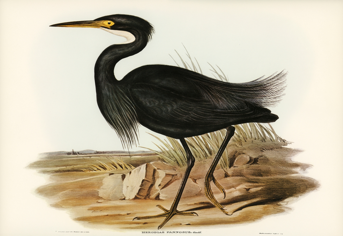 Sombre Egret | 黑鹭