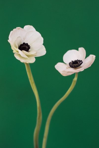 胶片花卉 Paula Codoner