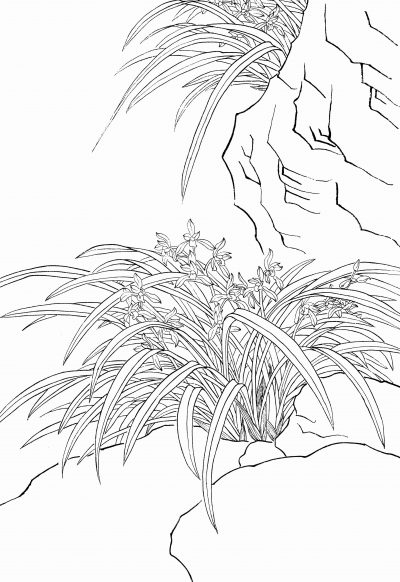 黑白线描手绘兰花