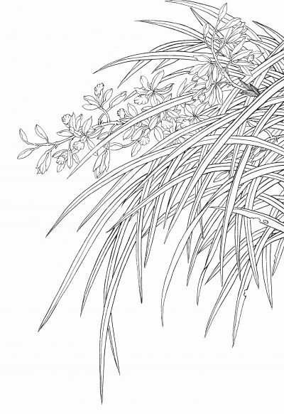 黑白线描手绘兰花
