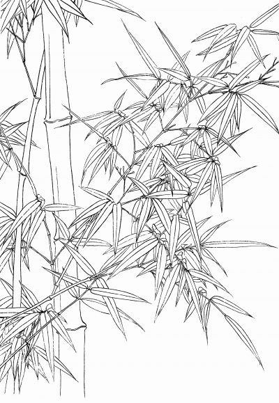 黑白线描手绘兰花