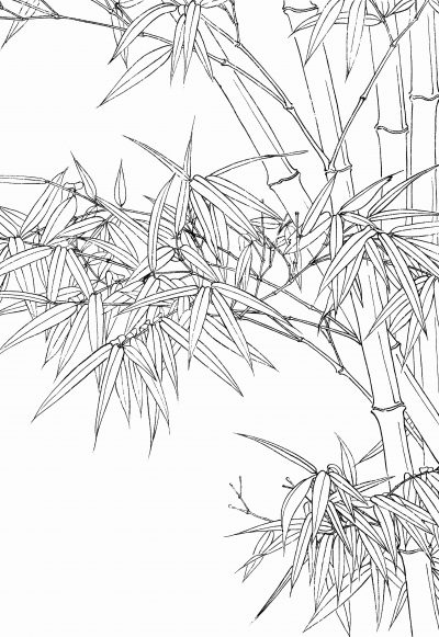 黑白线描手绘兰花