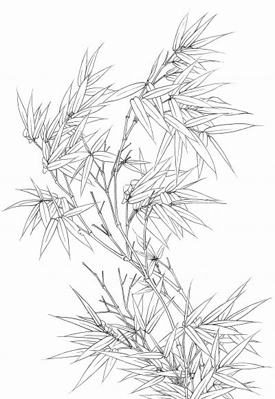 黑白线描手绘兰花