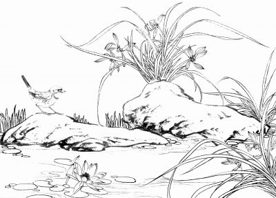 黑白线描手绘兰花